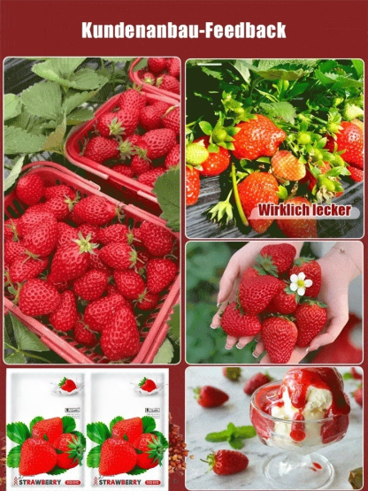 Nur 35 Euro! Deutsche Erdbeerpflanzen – leicht anzubauen & ertragreich! Auch Anfänger können es schaffen 🍓