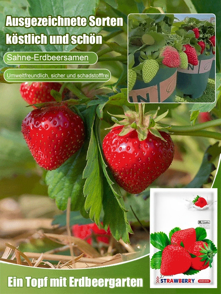 Nur 35 Euro! Deutsche Erdbeerpflanzen – leicht anzubauen & ertragreich! Auch Anfänger können es schaffen 🍓