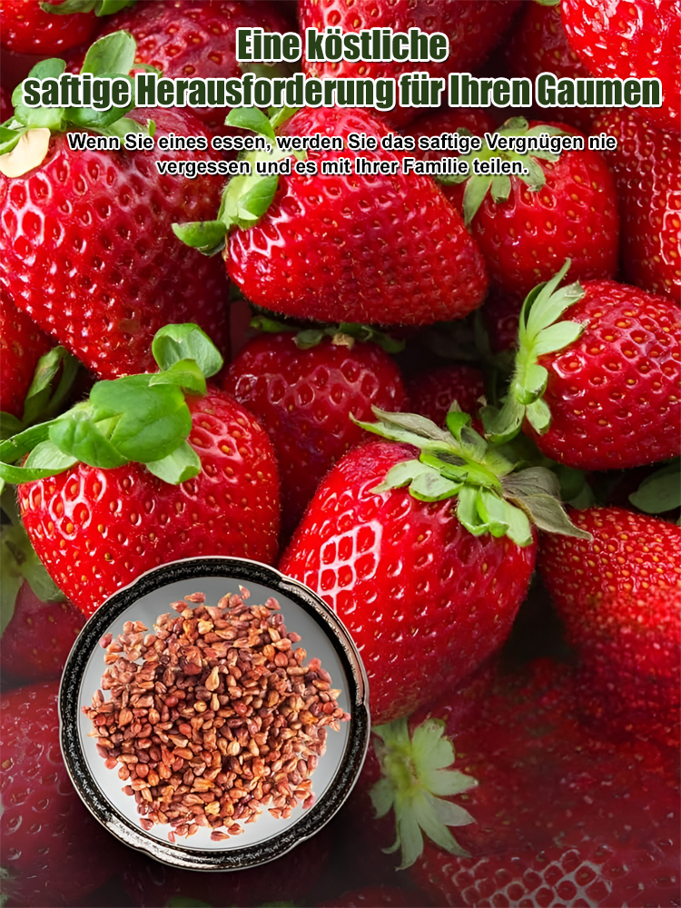 Nur 35 Euro! Deutsche Erdbeerpflanzen – leicht anzubauen & ertragreich! Auch Anfänger können es schaffen 🍓