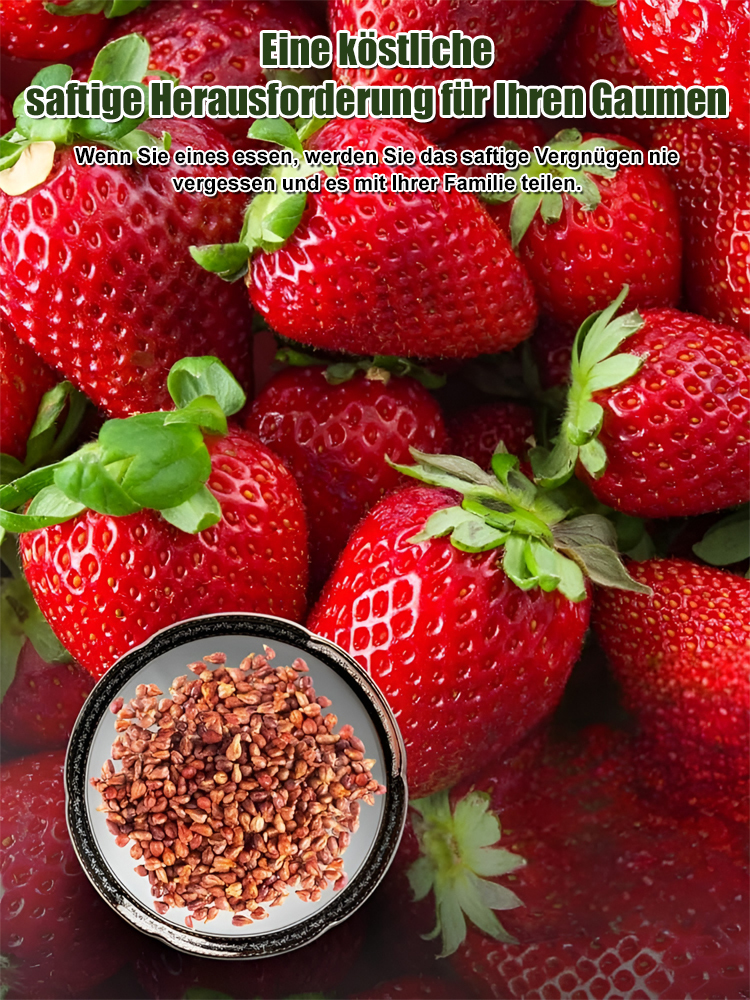 Nur 35 Euro! Deutsche Erdbeerpflanzen – leicht anzubauen & ertragreich! Auch Anfänger können es schaffen 🍓