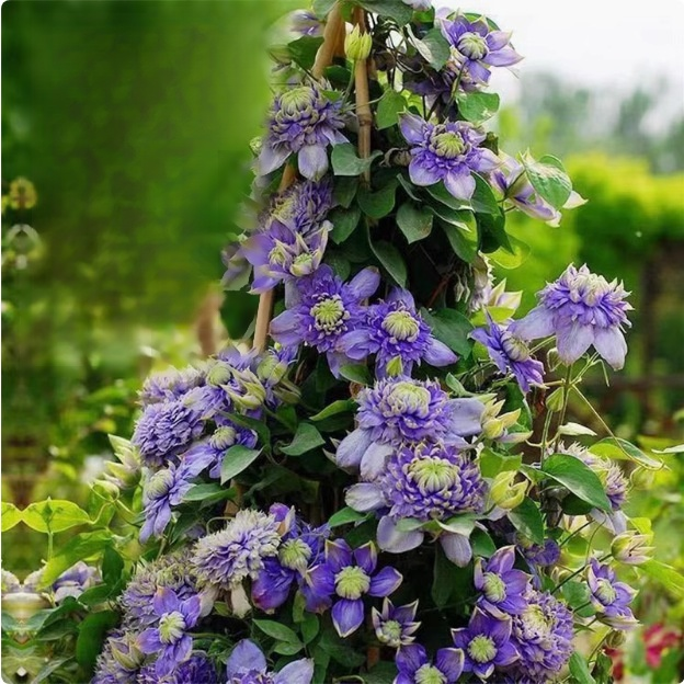 Clematis Samen🌸3 Monate pflanzen und das ganze Blütenmeer genießen😍