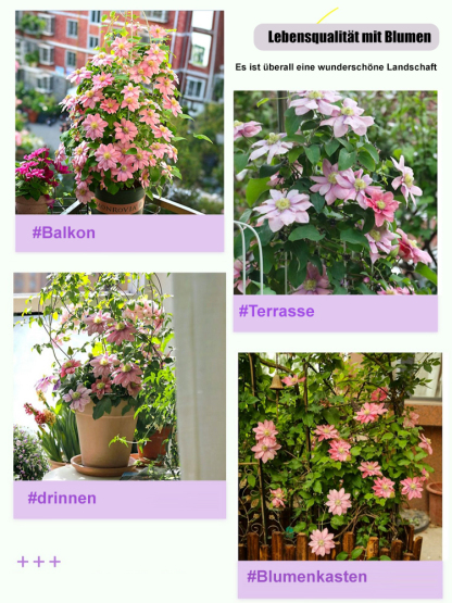 Clematis Samen🌸3 Monate pflanzen und das ganze Blütenmeer genießen😍