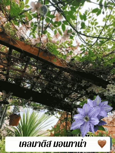 Clematis Samen🌸3 Monate pflanzen und das ganze Blütenmeer genießen😍