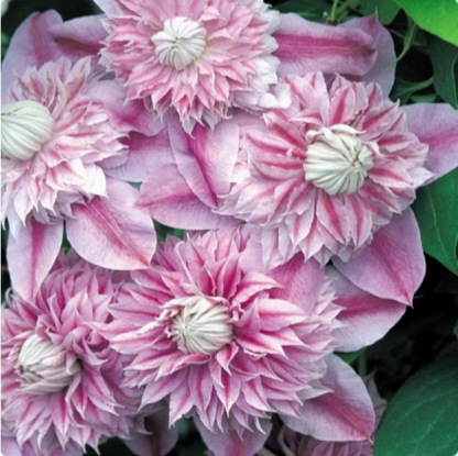 Clematis Samen🌸3 Monate pflanzen und das ganze Blütenmeer genießen😍