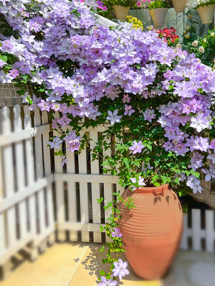 Clematis Samen🌸3 Monate pflanzen und das ganze Blütenmeer genießen😍