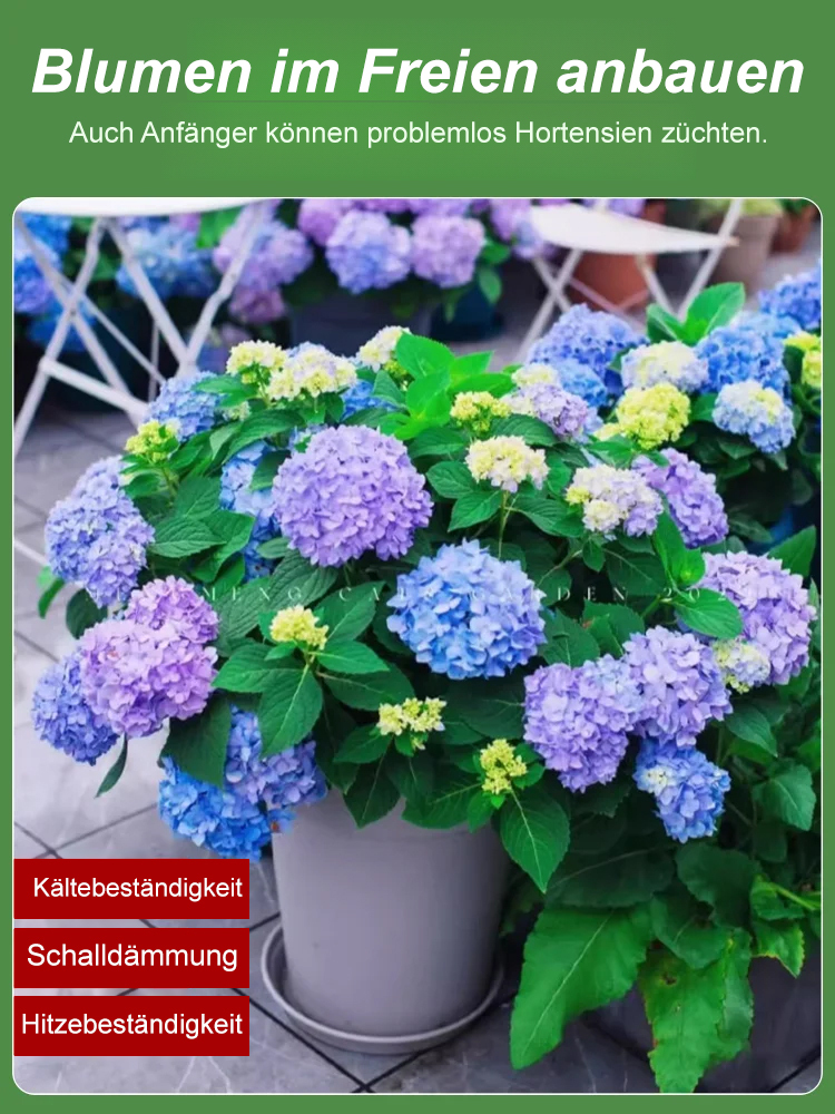 Preiswerte Hortensiensamen 🏵️Erfüllen Sie sich Ihren romantischen Gartentraum😍