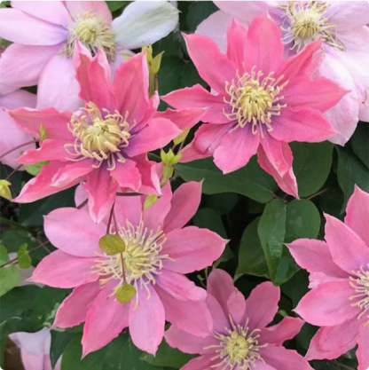 Clematis Samen🌸3 Monate pflanzen und das ganze Blütenmeer genießen😍