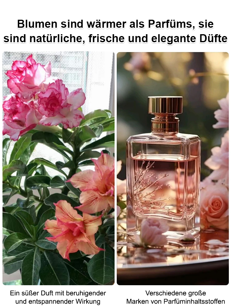 【🌹2 für 1】Wüstenrosensamen! Überlebt über ein Jahrhundert, blüht das ganze Jahr über – selbst Anfänger können einen Topf voller Blüten ziehen!