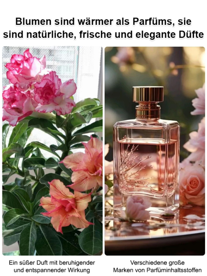 【🌹2 für 1】Wüstenrosensamen! Überlebt über ein Jahrhundert, blüht das ganze Jahr über – selbst Anfänger können einen Topf voller Blüten ziehen!