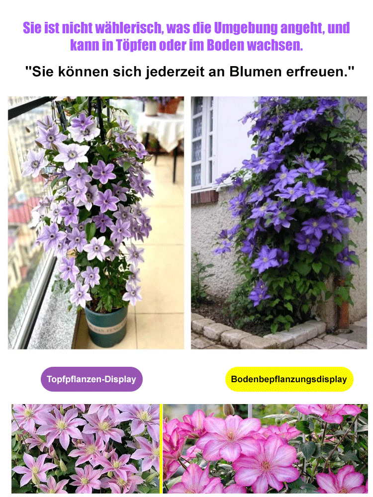 Clematis Samen🌸3 Monate pflanzen und das ganze Blütenmeer genießen😍