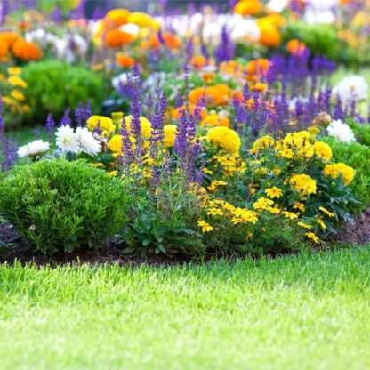 Mixed Perennial Flowers for All Seasons �?30+ Kinds