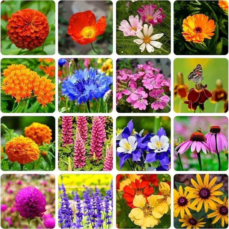 Mixed Perennial Flowers for All Seasons �?30+ Kinds