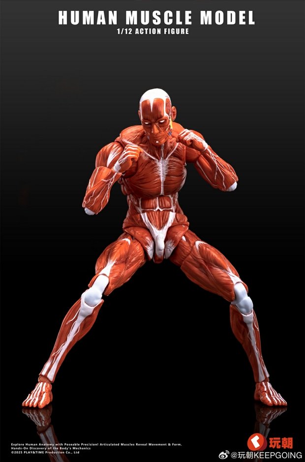 Human Muscle Model 1/12 Highly Articulated Figure (Licensed)-KEEPGOING