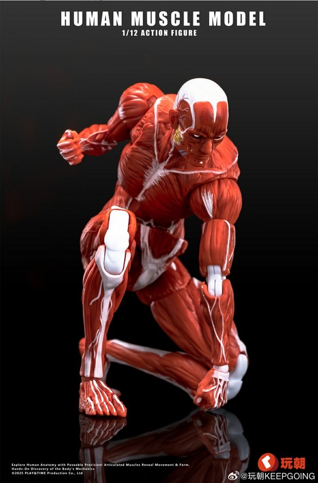 Human Muscle Model 1/12 Highly Articulated Figure (Licensed)-KEEPGOING