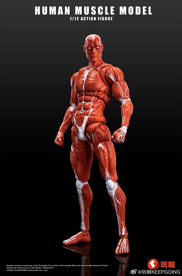 Human Muscle Model 1/12 Highly Articulated Figure (Licensed)-KEEPGOING
