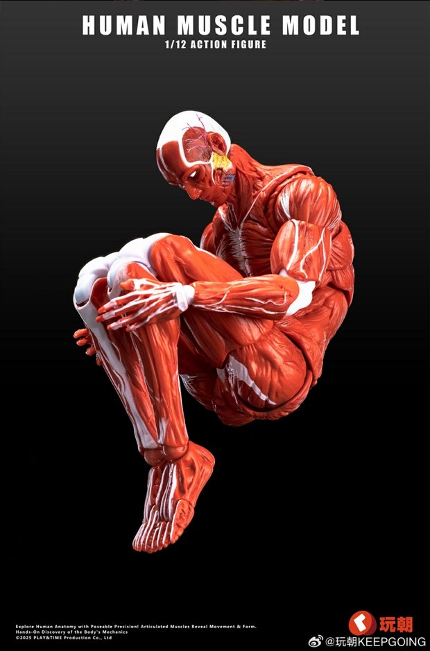 Human Muscle Model 1/12 Highly Articulated Figure (Licensed)-KEEPGOING