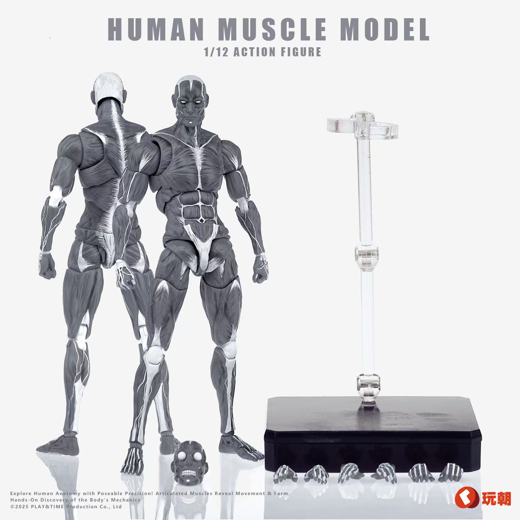 Human Muscle Model 1/12 Highly Articulated Figure (Licensed)-KEEPGOING