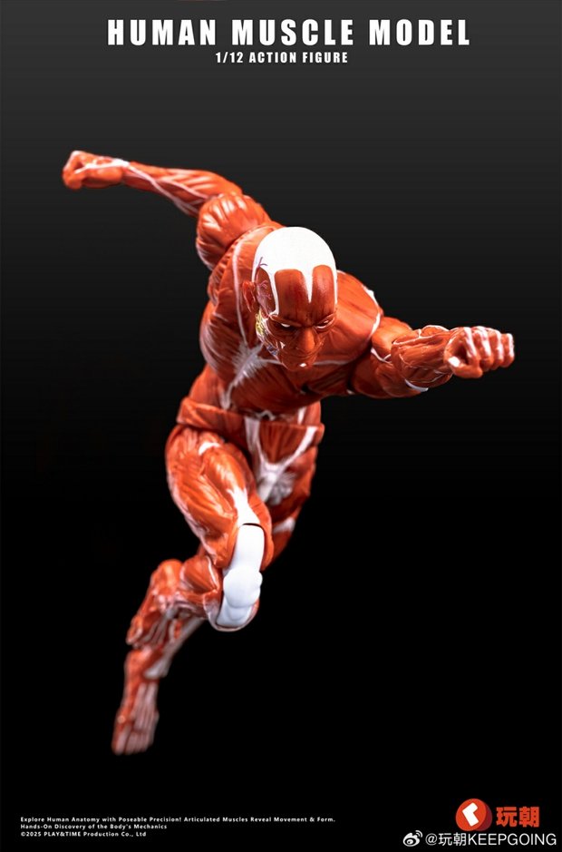 Human Muscle Model 1/12 Highly Articulated Figure (Licensed)-KEEPGOING