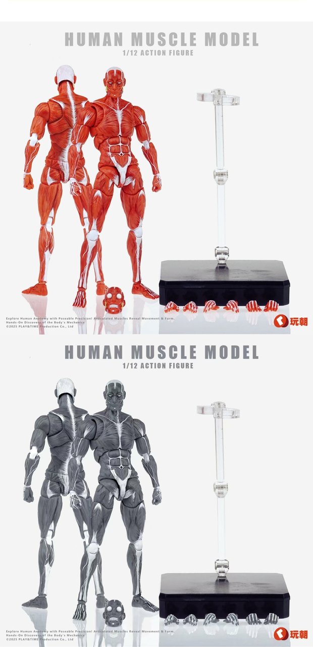 Human Muscle Model 1/12 Highly Articulated Figure (Licensed)-KEEPGOING