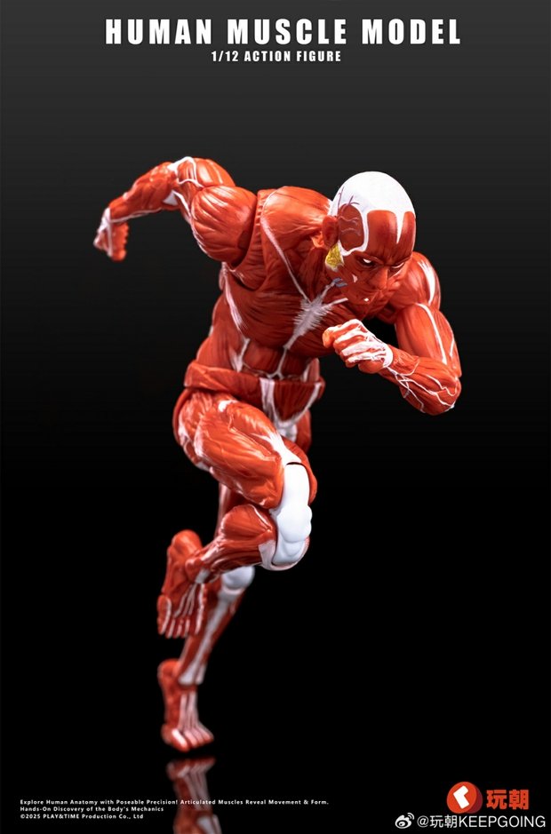 Human Muscle Model 1/12 Highly Articulated Figure (Licensed)-KEEPGOING