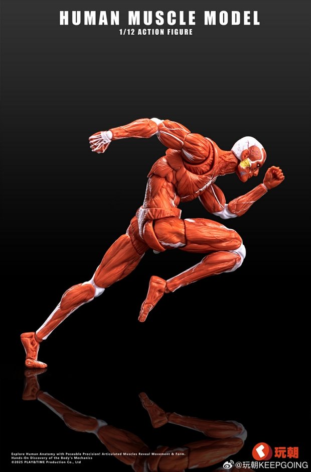 Human Muscle Model 1/12 Highly Articulated Figure (Licensed)-KEEPGOING