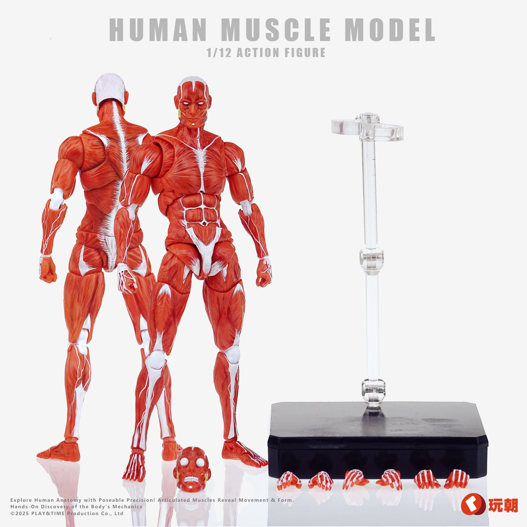Human Muscle Model 1/12 Highly Articulated Figure (Licensed)-KEEPGOING