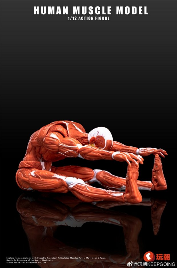 Human Muscle Model 1/12 Highly Articulated Figure (Licensed)-KEEPGOING
