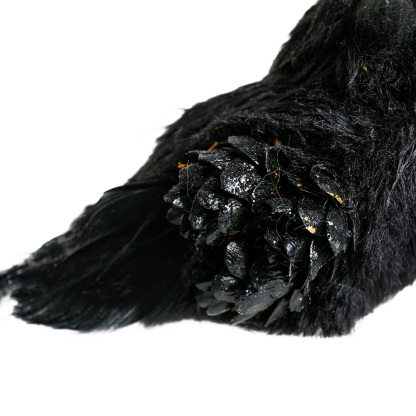 31836	 L10.2"W4.3"H3.5" - SET OF 3 CROWS TABLETOP