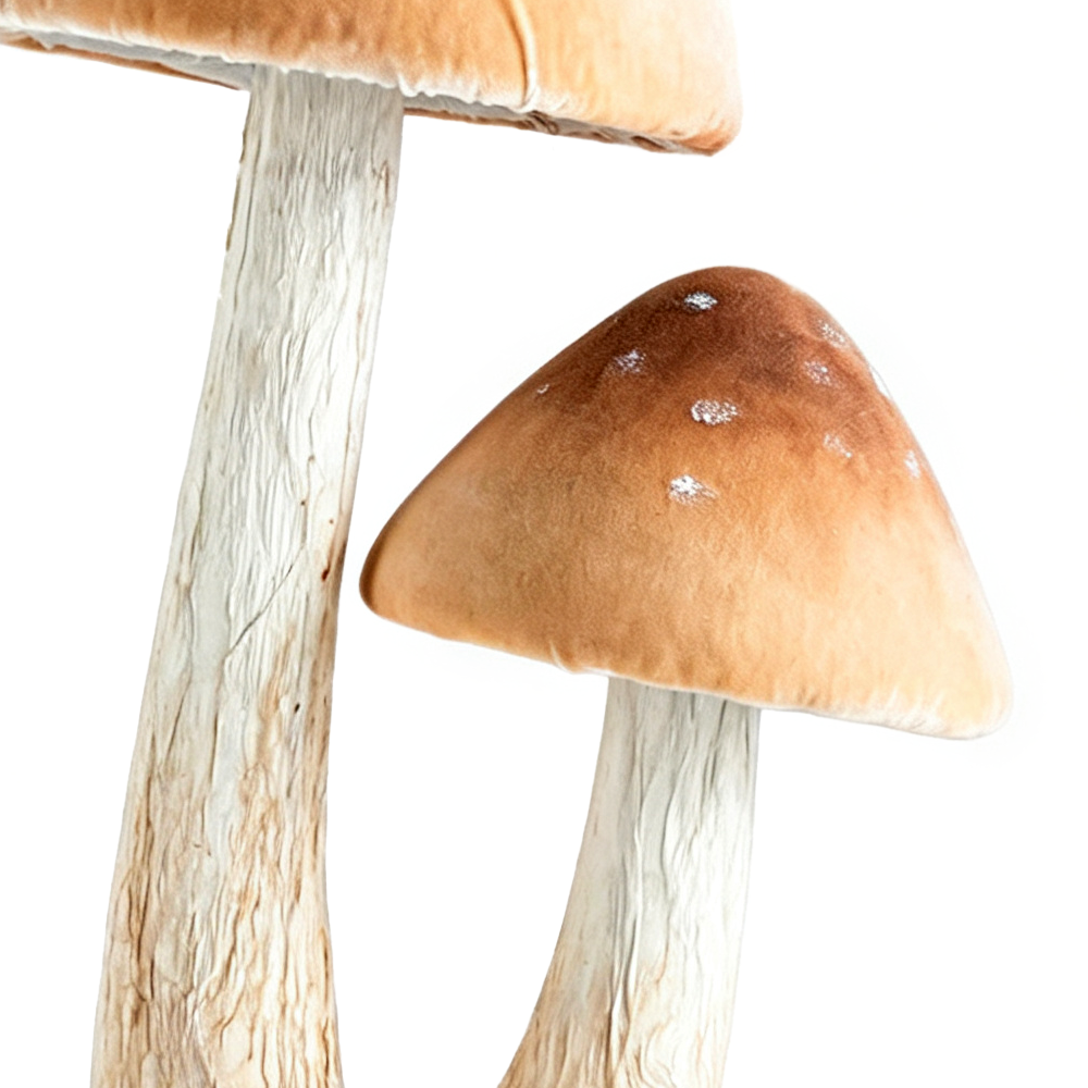 31558	 L10.2W7.9H19.3" - LARGE MUSHROOM TABLETOP DÃ‰COR