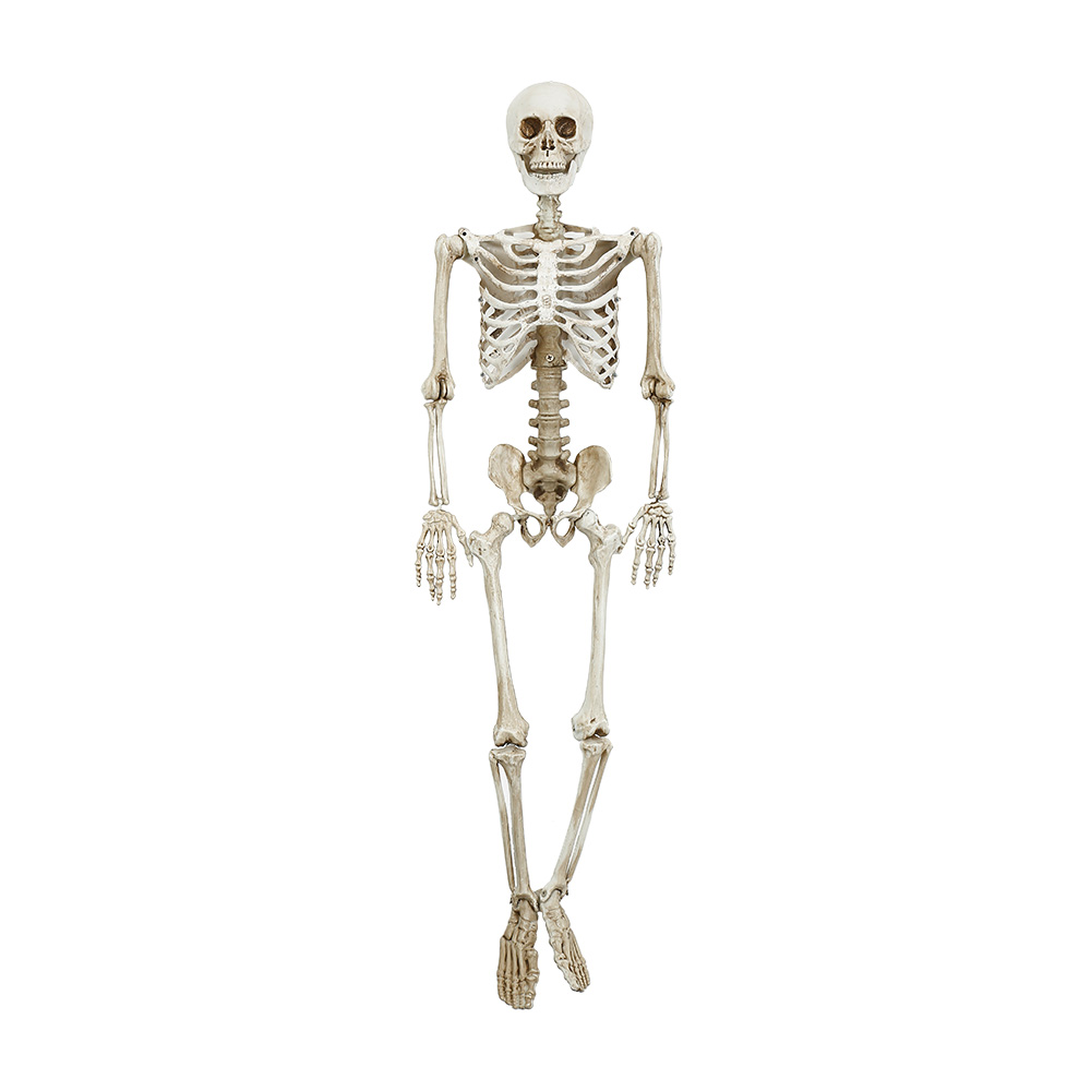 31680	 L35.4" - HANGING SKELETON