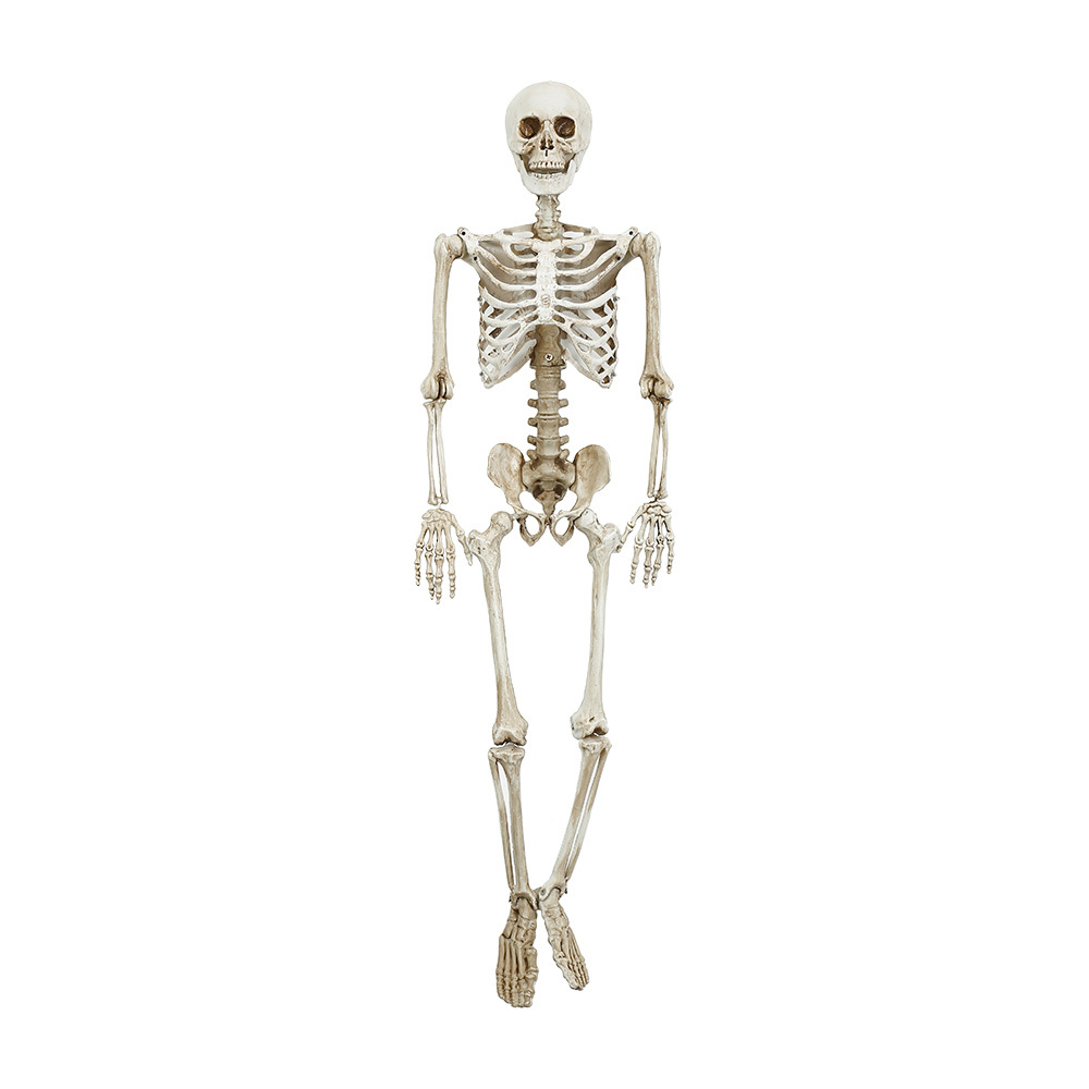 31680	 L35.4" - HANGING SKELETON