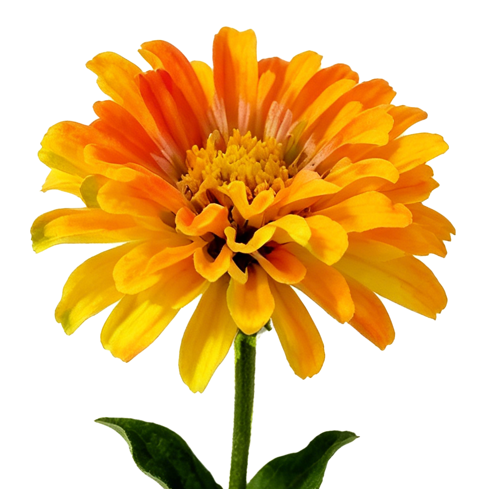 41010ASST	 L22.8" - ASSORTED COLORS POLYESTER FLOWERS