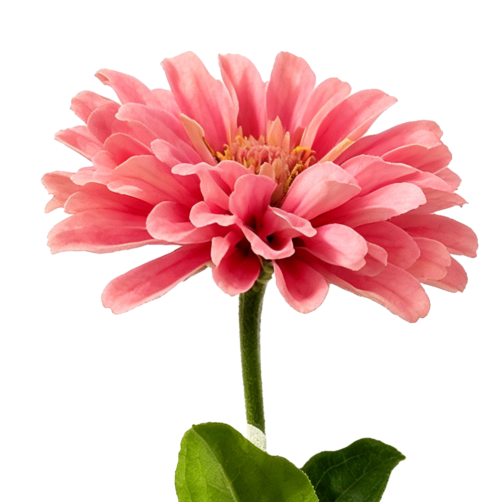 41010ASST	 L22.8" - ASSORTED COLORS POLYESTER FLOWERS
