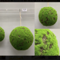 D4" - MOSS HANGING SPHERES