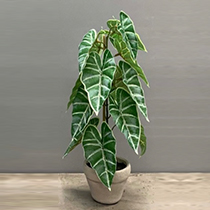 L17" - POLYESTER PHILODENDRON