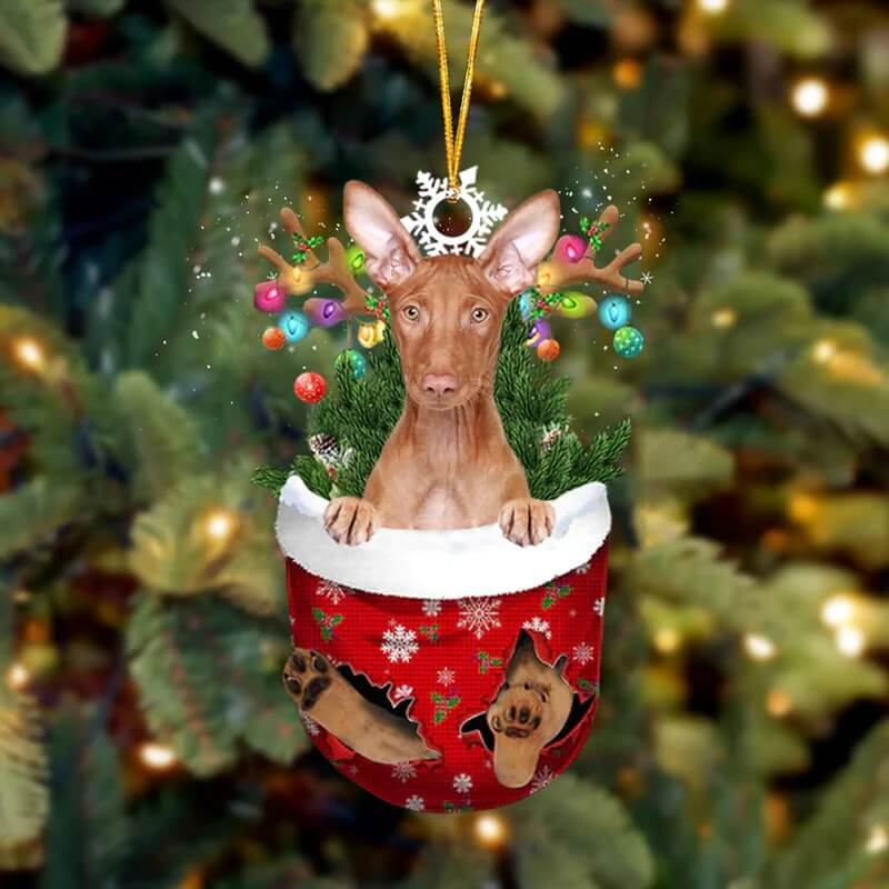 Pharaoh Hound In Snow Pocket Christmas Ornament SP110-Jolura
