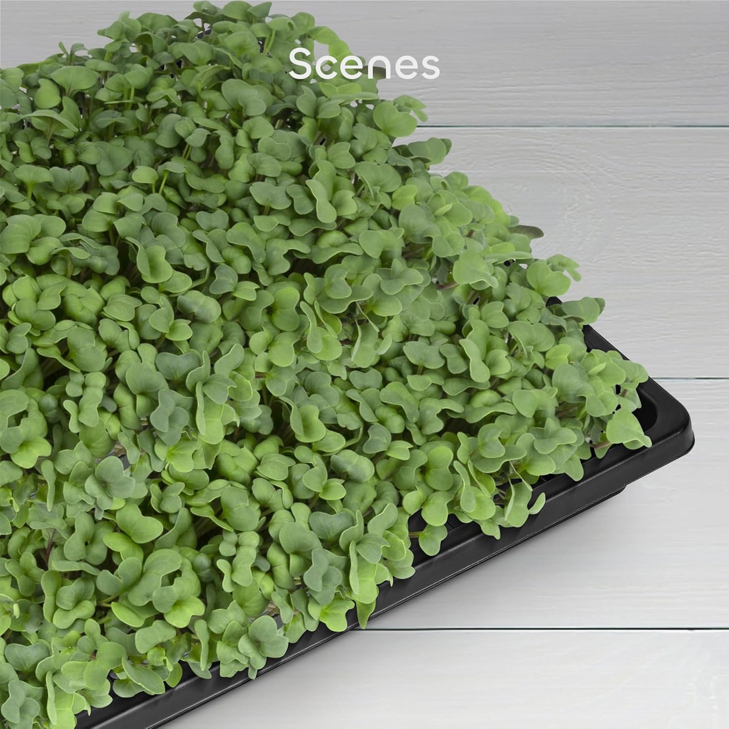 6 Packs Seed Starter Trays 10.6 x 10.6 Inch, Plastic Seed Germination Trays with 15 Pcs Plant Labels, Seedling Starting Pot with Drain Holes for Greenhouse