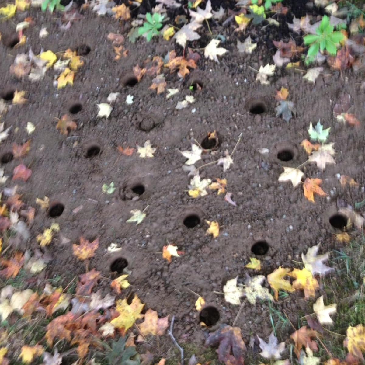 Bend Free Tool for Planting Bulbs - Automatic Soil Release for Digging/refilling Hole