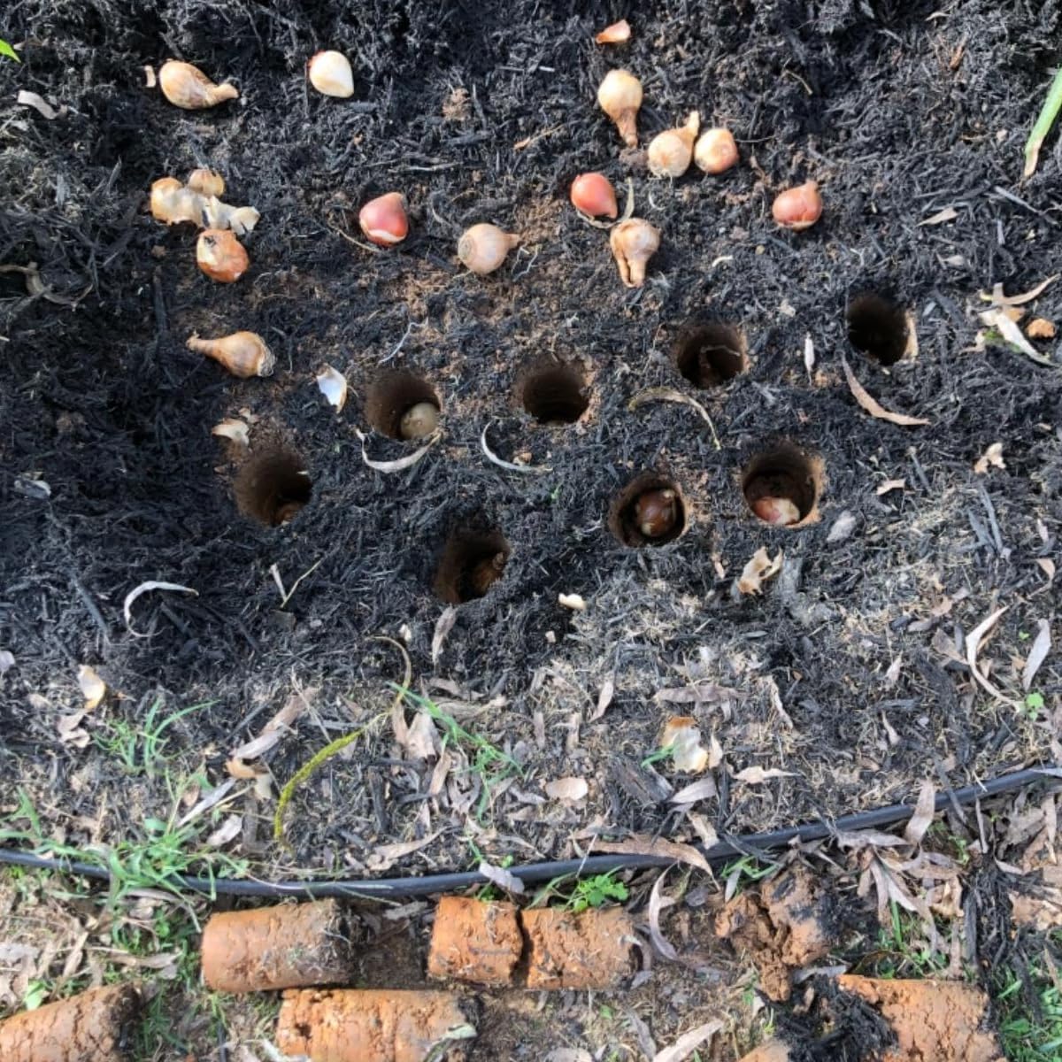 Bend Free Tool for Planting Bulbs - Automatic Soil Release for Digging/refilling Hole