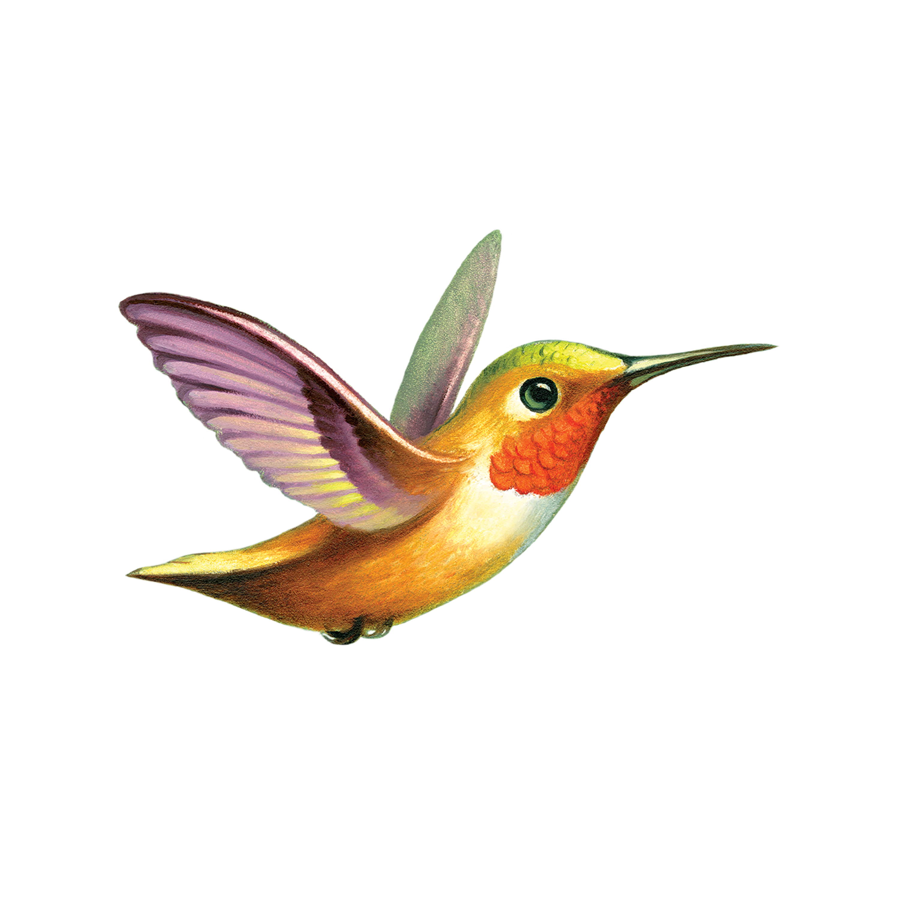 Hummingbird Tattoo-Tattoo Cultures