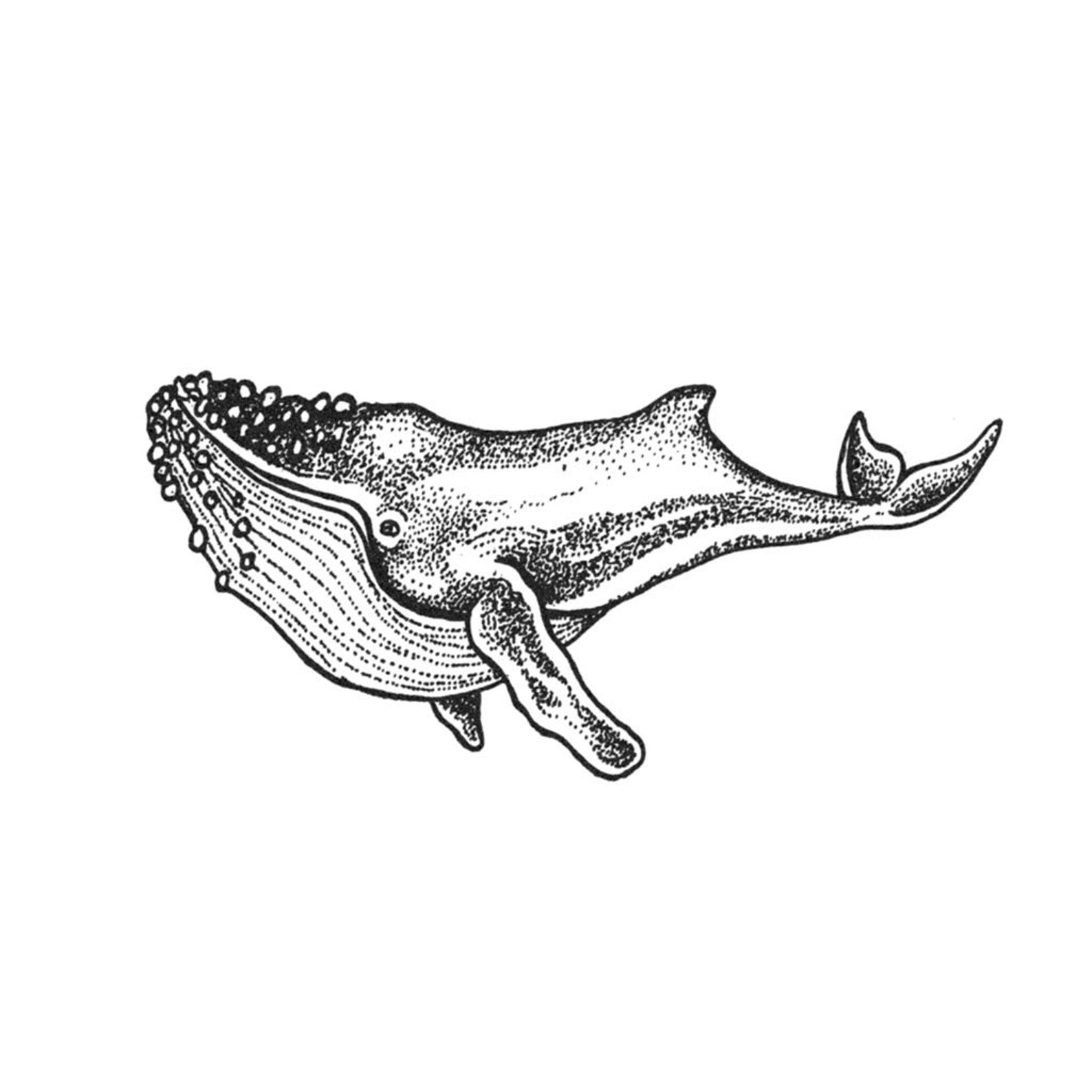 Blue Whale Tattoo