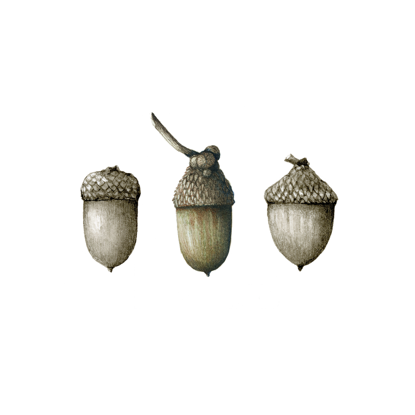 Acorns Tattoo-Tattoo Cultures