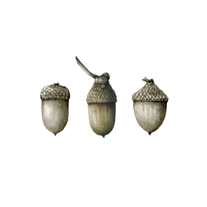 Acorns Tattoo-Tattoo Cultures
