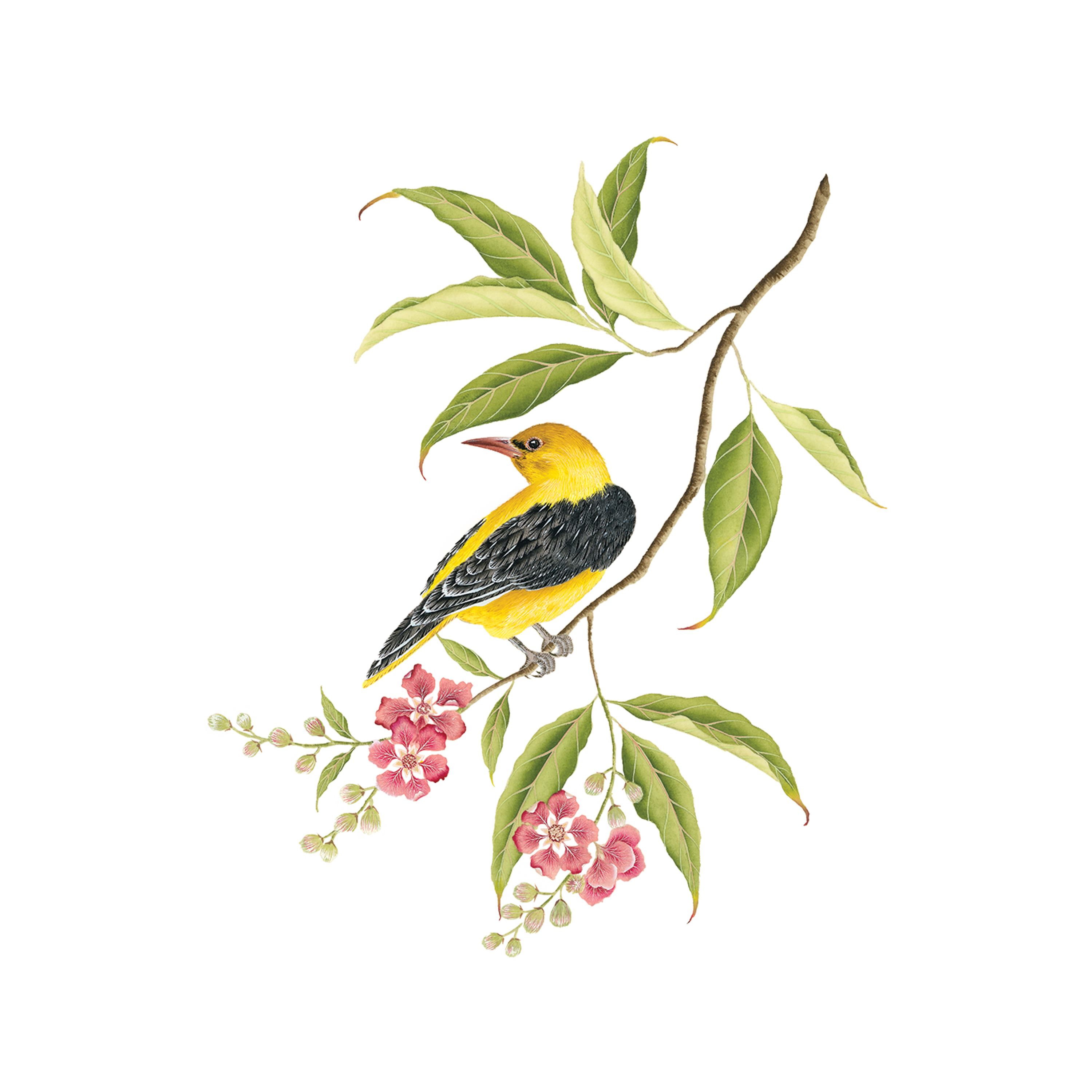 Golden Oriole Tattoo-Tattoo Cultures