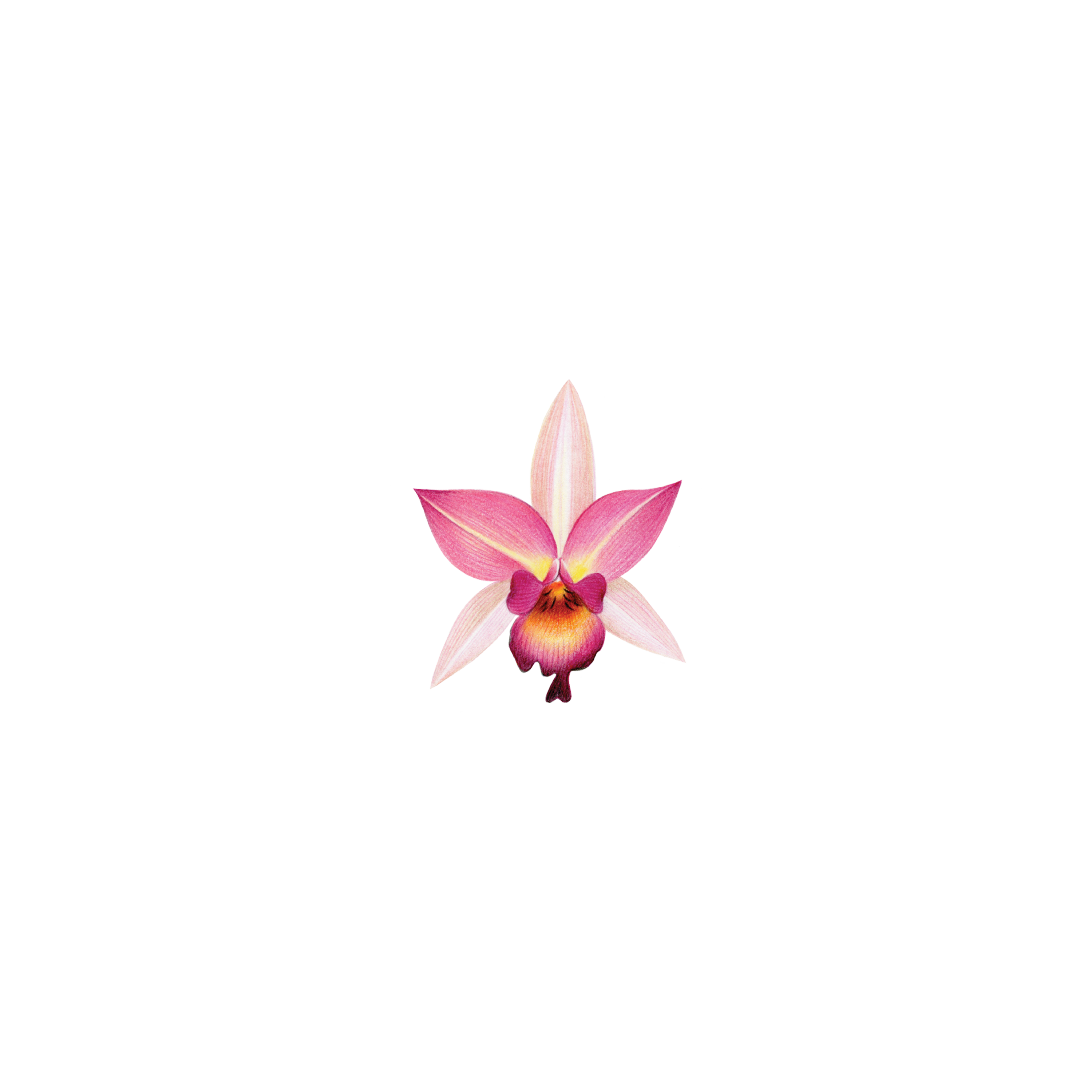 Pink Orchid Tattoo-Tattoo Cultures