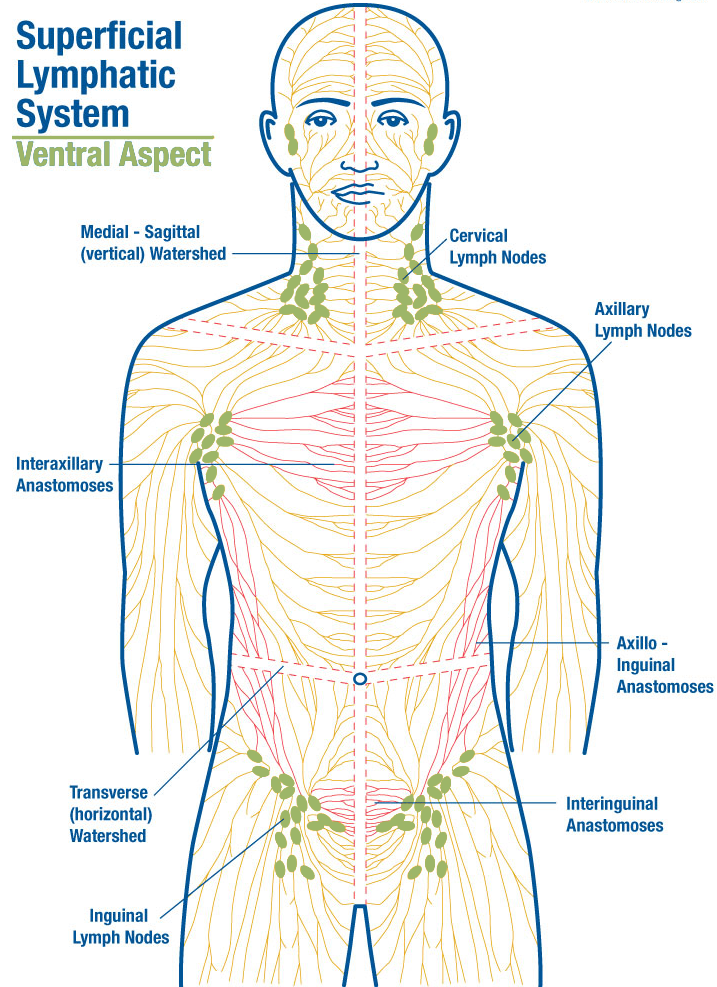 Manual Lymph Drainage Lethbridge | Lymphatic drainage massage, Lymph drainage, Manual lymph drainage