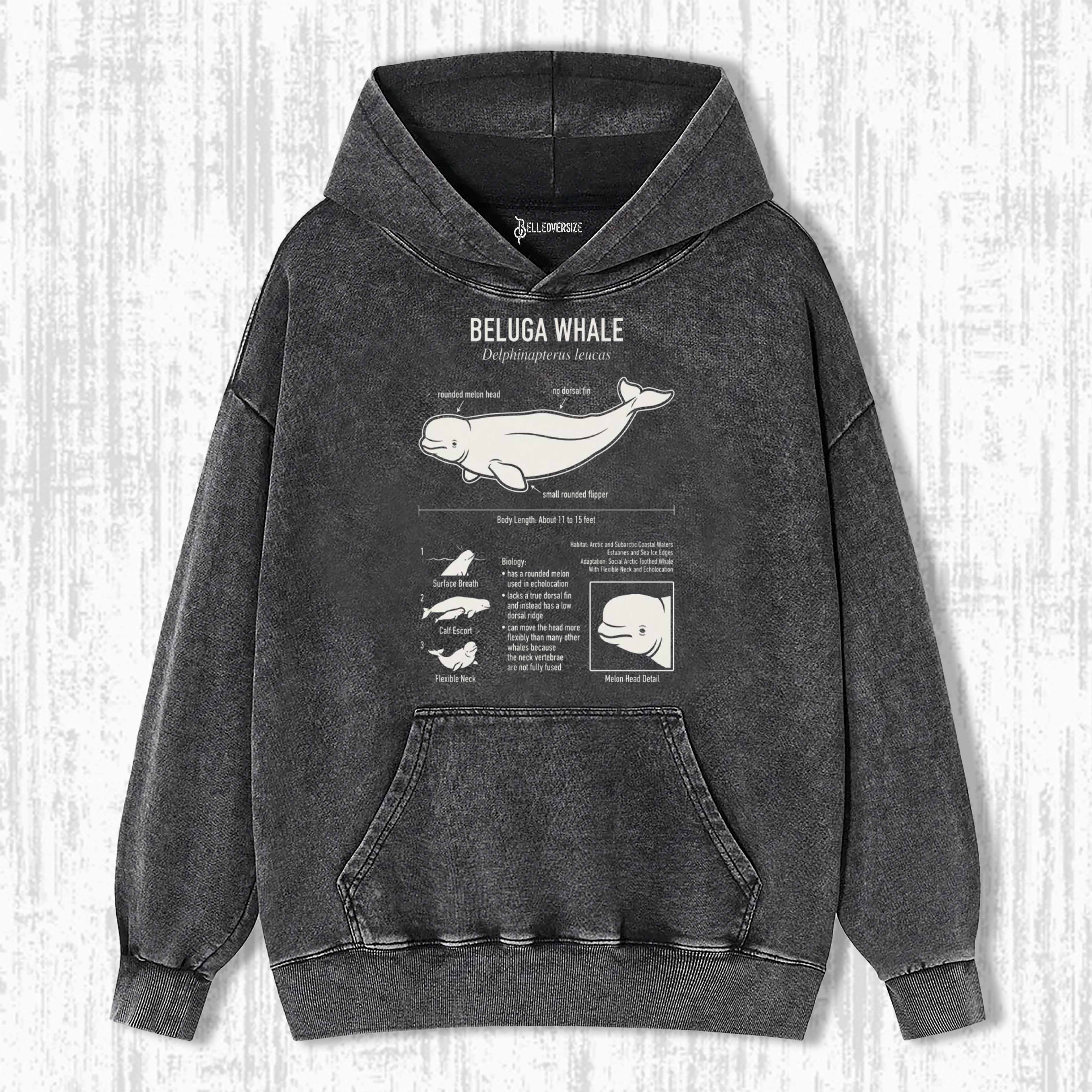 BELUGA WHALE ANATOMY HOODIE