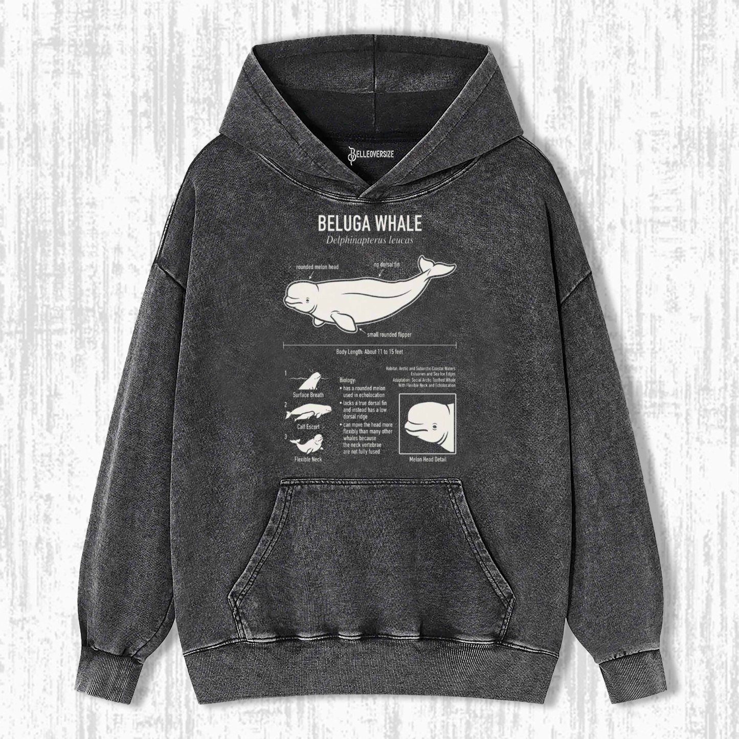 BELUGA WHALE ANATOMY HOODIE