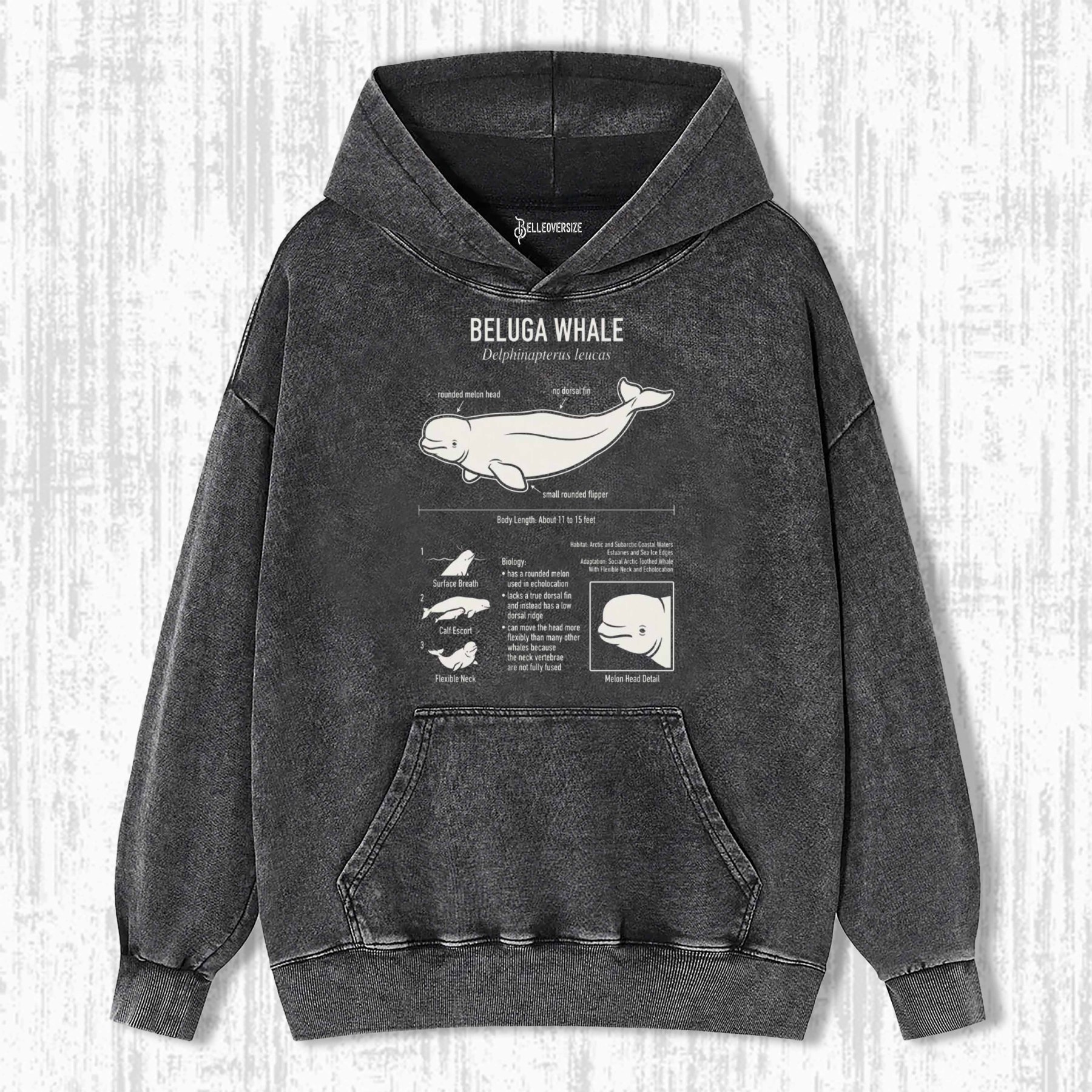 BELUGA WHALE ANATOMY HOODIE