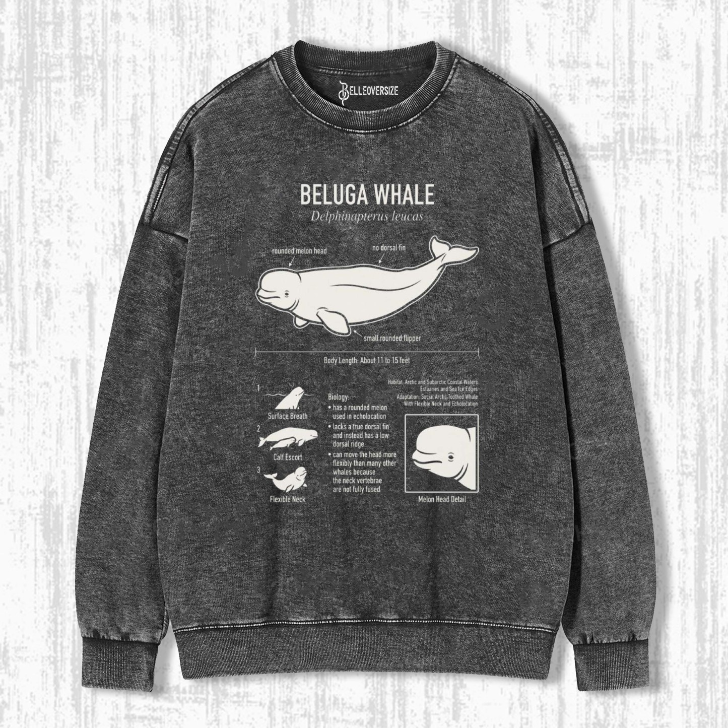 BELUGA WHALE ANATOMY SWEATSHIRTS